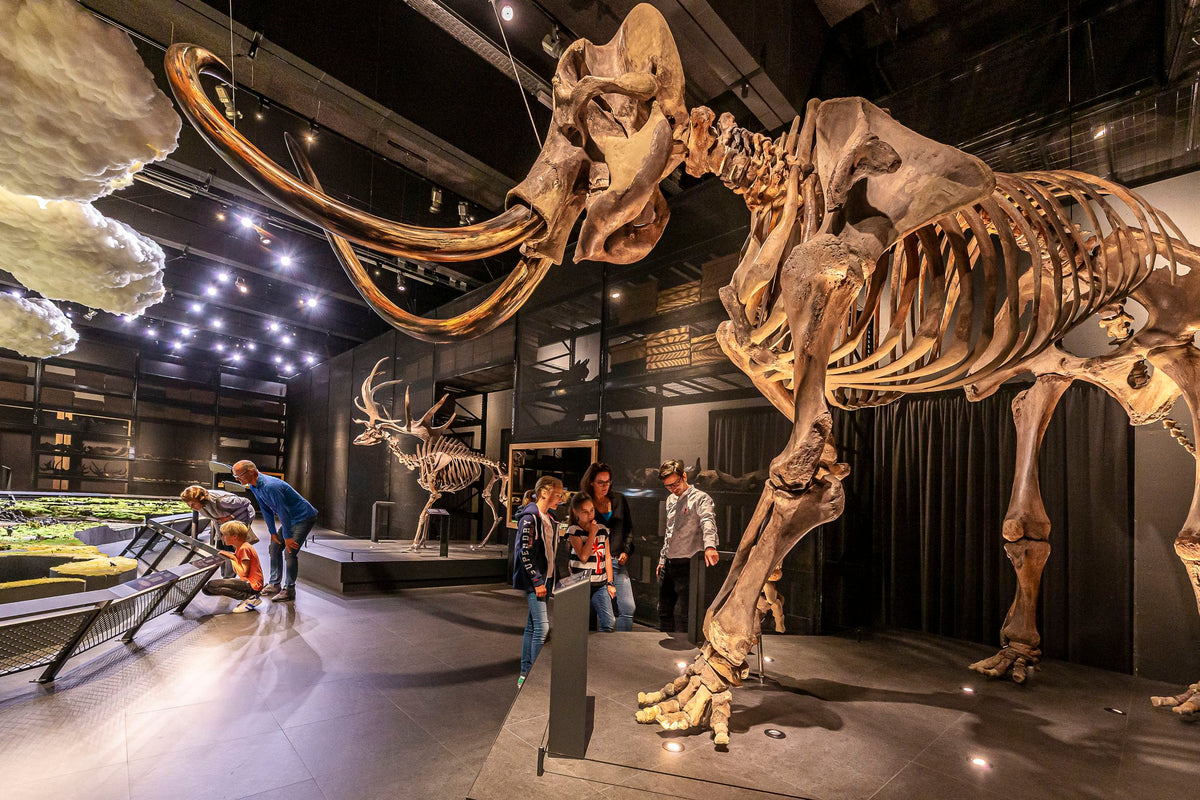 Naturalis + gratis toegang Rexperience - afbeelding 3