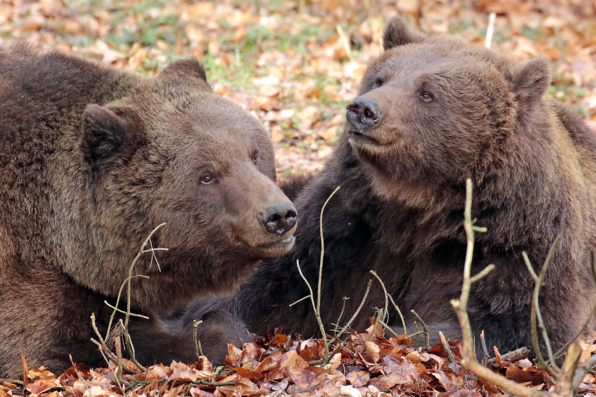 Ouwehands Dierenpark - afbeelding 3